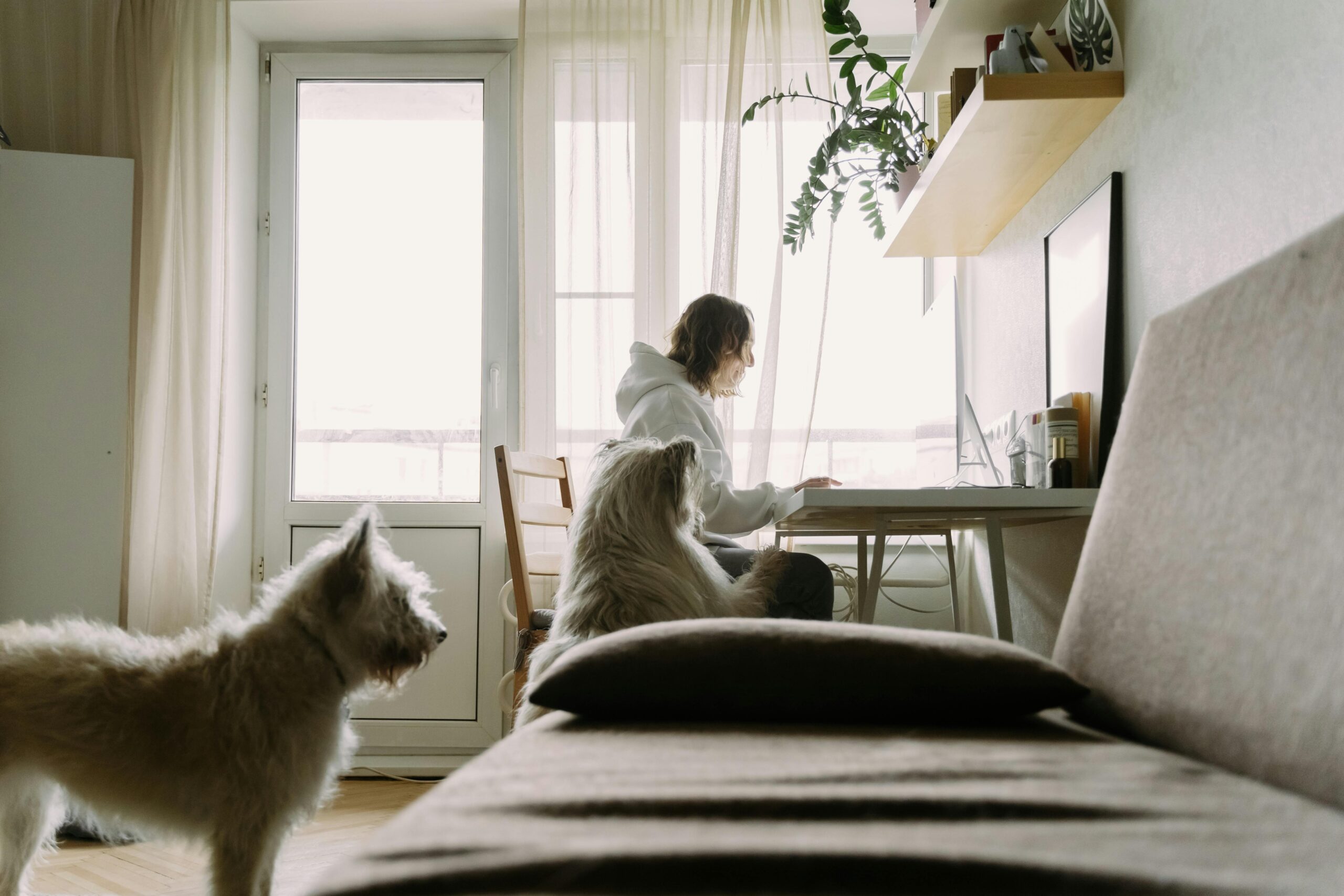 Working from Home with Pets